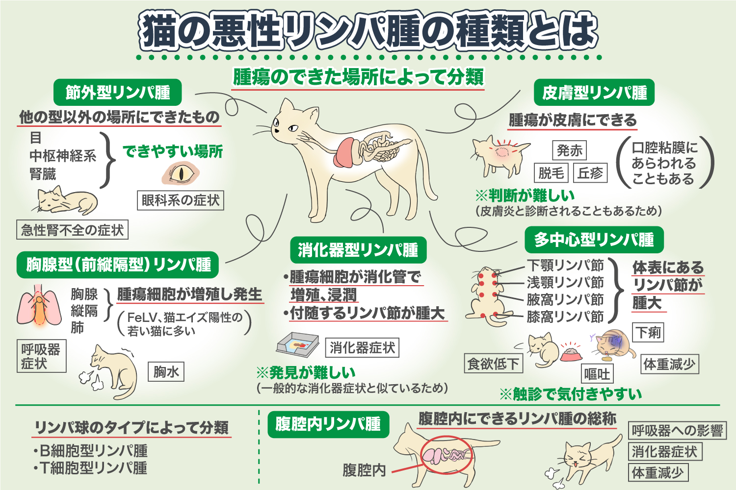 猫的恶性淋巴瘤的种类