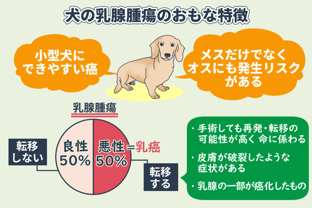 犬的乳腺肿瘤的主要特点