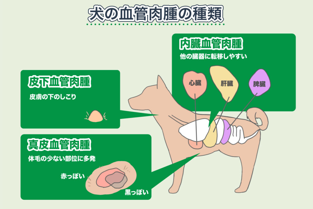 犬的血管肉瘤类型