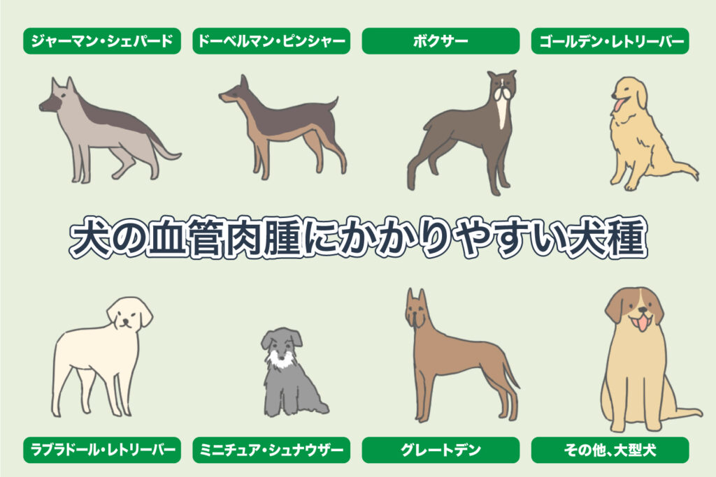 犬的血管肉瘤-日本常见犬种-