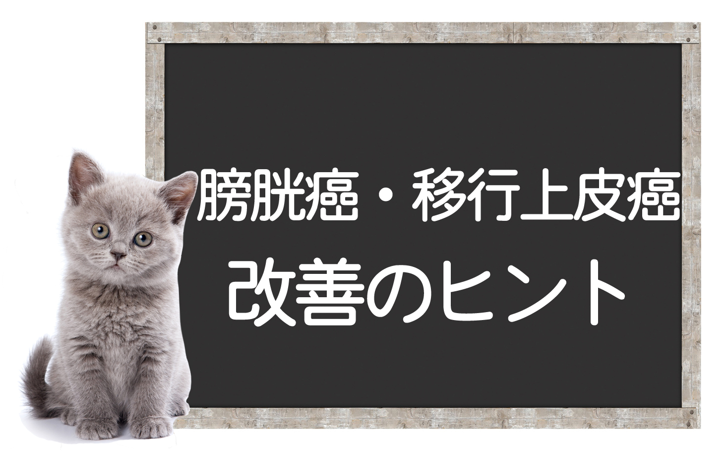 猫的膀胱癌和移行上皮癌 —— 肿瘤检查、手术、治疗方法及改善提示イメージ