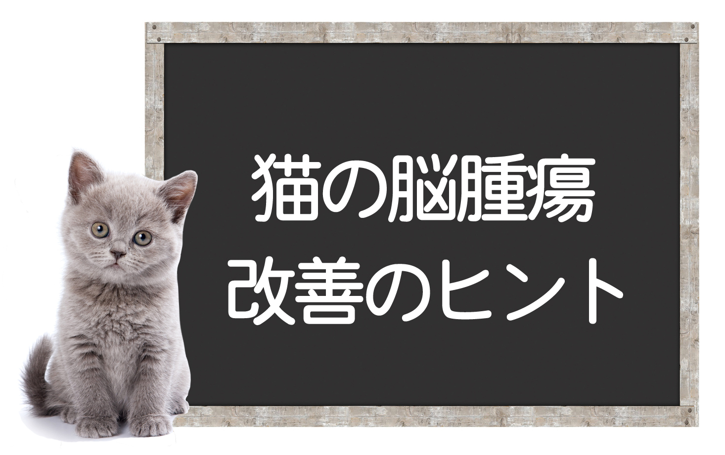 猫的脑肿瘤——原因、症状、检查方法、治疗方法、改善与治愈的提示イメージ