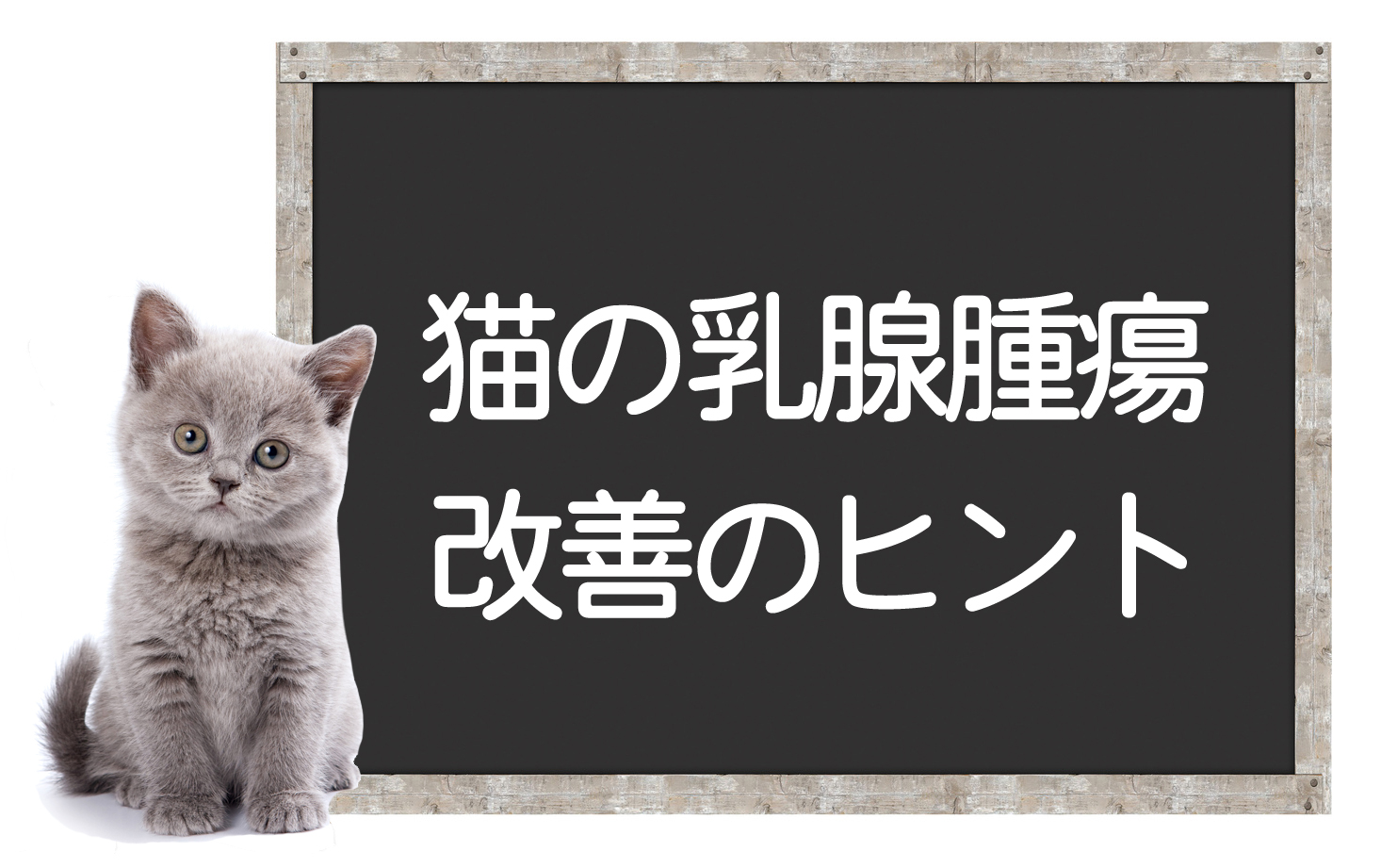 猫乳腺肿瘤（乳癌）— 肿瘤的原因、症状、检查、手术、改善提示イメージ