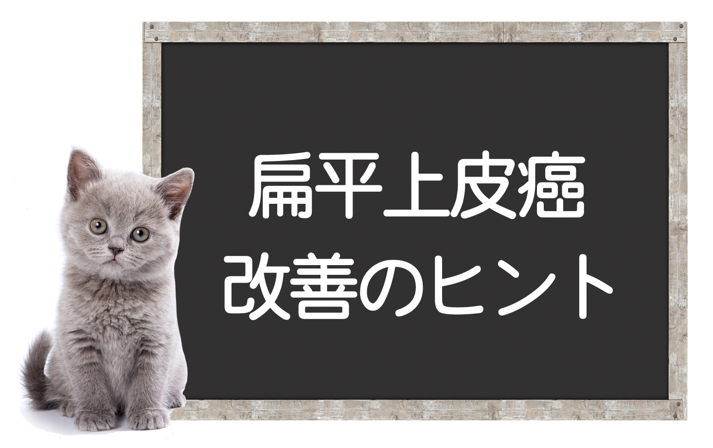 猫鳞状细胞癌 — 肿瘤的原因、症状、手术、治疗方法、改善的建议イメージ