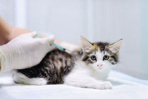 猫のFIP