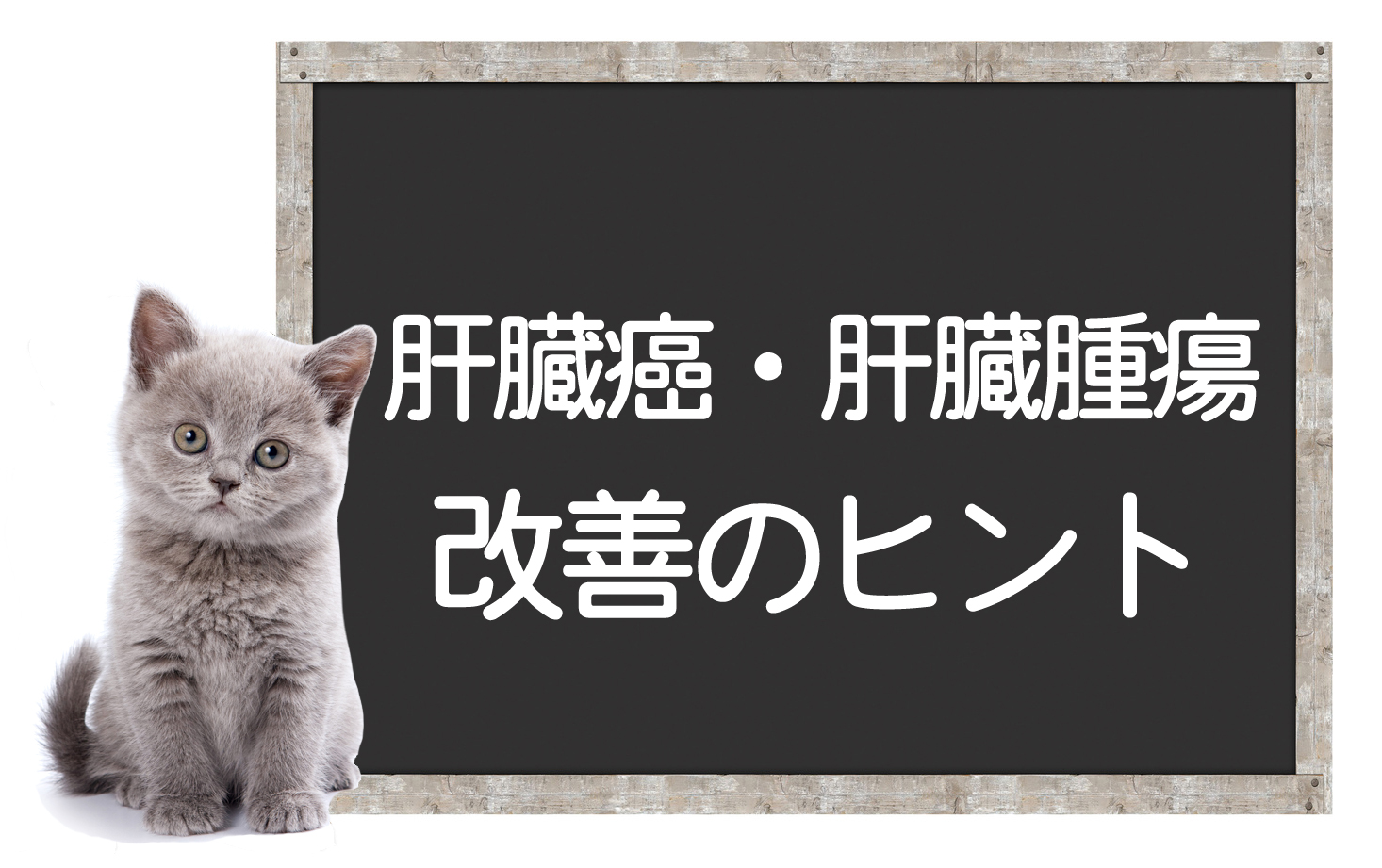 猫的肝癌和肝肿瘤 – 原因、症状、检查、手术、治疗方法及改善提示イメージ