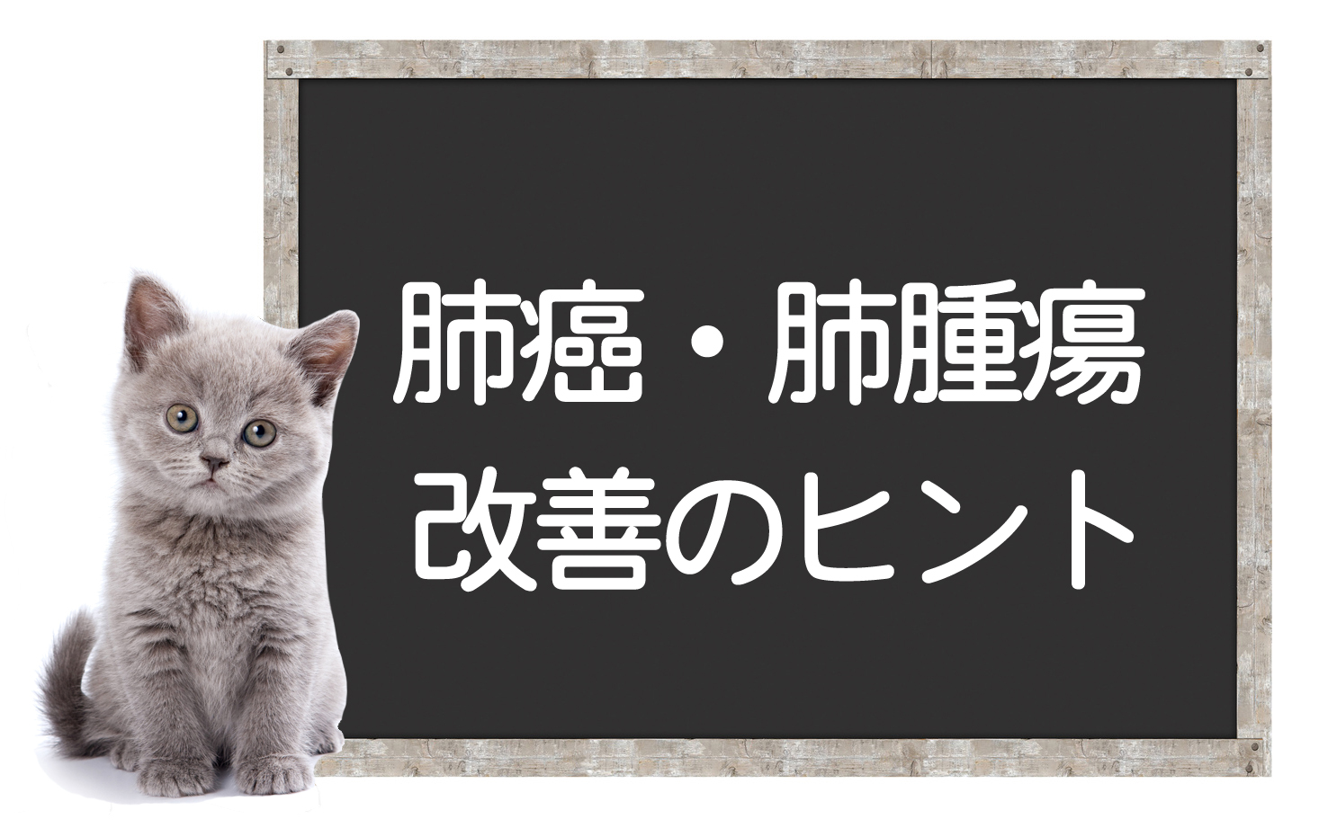 猫的肺肿瘤和肺癌——癌症的原因、症状、治疗方法及改善建议イメージ