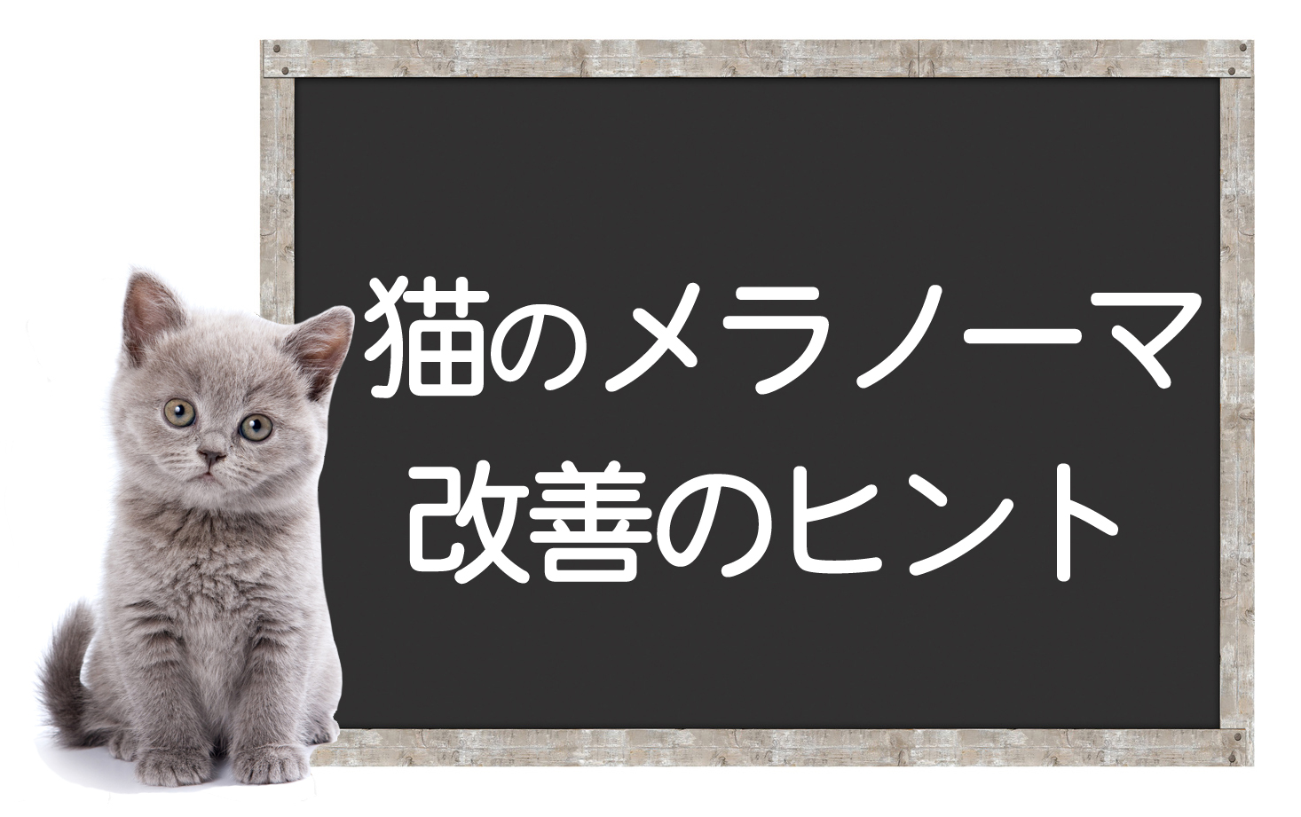 猫的黑色素瘤·皮肤癌——肿瘤的原因、症状、治疗方法、改善提示イメージ