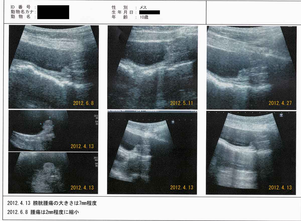 犬的膀胱癌（移行上皮癌）使用Coriolus versicolor菌丝体进行治疗，肿瘤缩小的案例イメージ