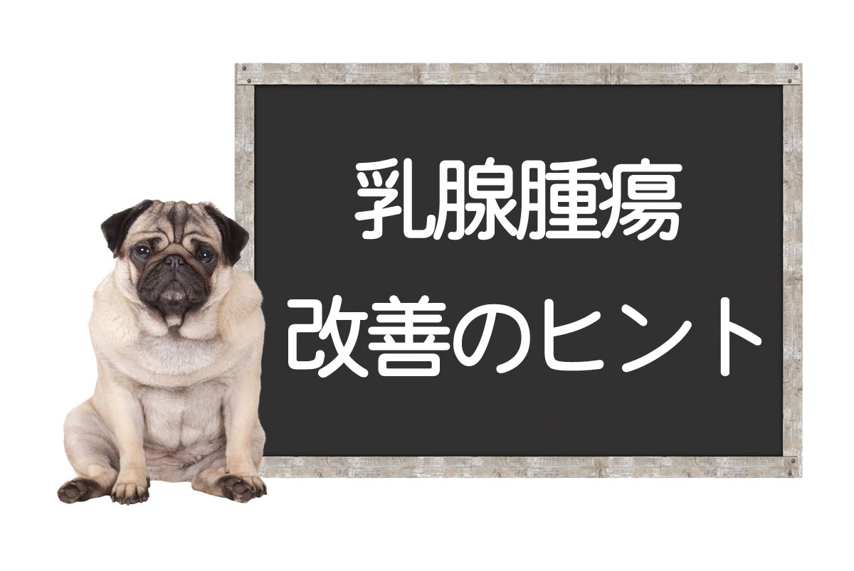 犬的乳腺肿瘤（乳腺癌）——肿瘤检查、症状、手术、治疗、改善和治愈的提示イメージ