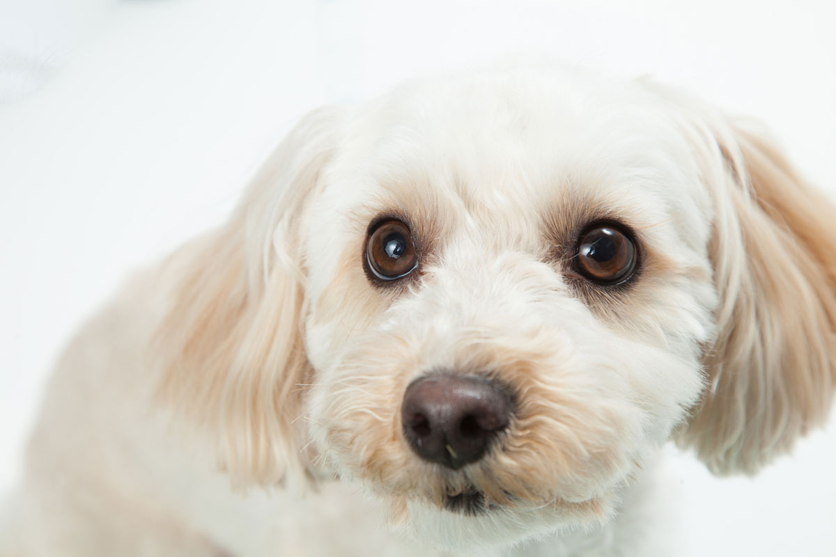 对一只17岁的混种犬的乳腺肿瘤使用科尔迪后肿瘤缩小的案例イメージ