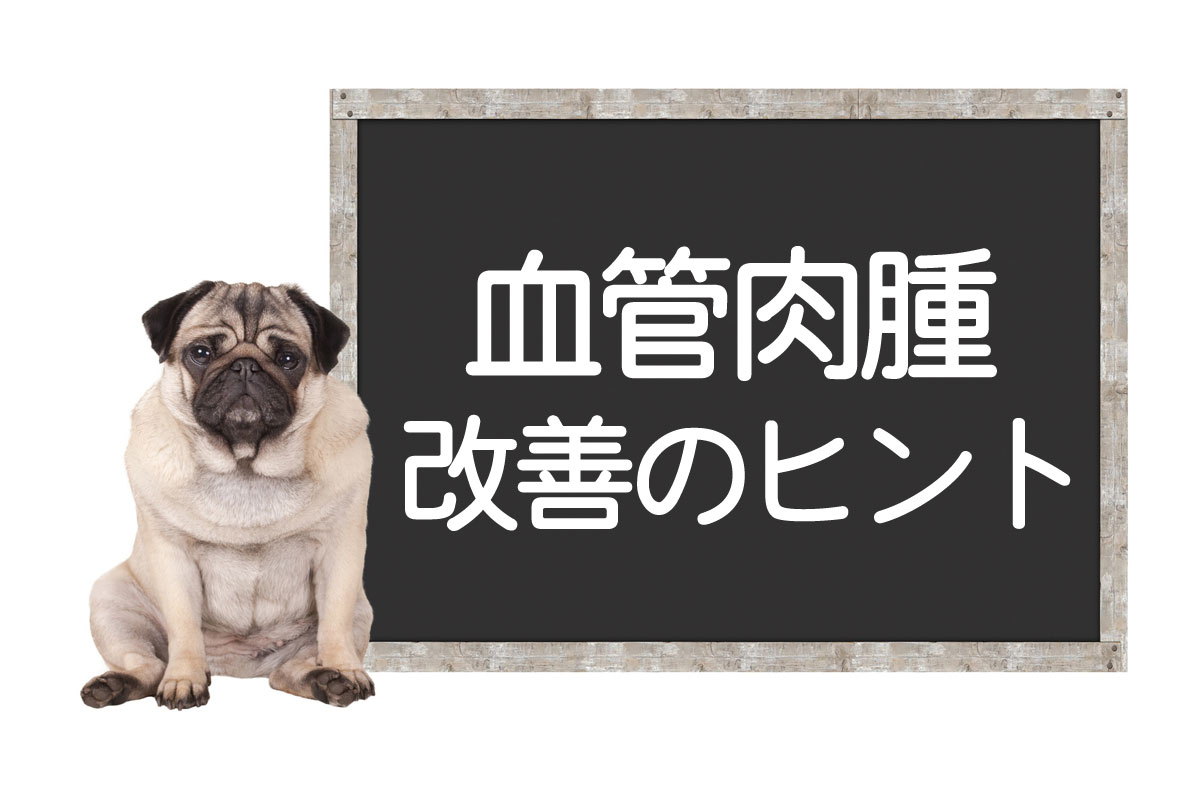 犬的血管肉瘤——肿瘤的症状、类型、手术、治疗、改善和治愈的提示イメージ