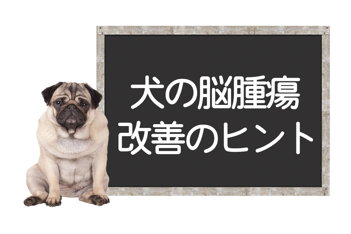 犬脑肿瘤 – 原因及症状、脑肿瘤的种类、治疗方法、改善及治愈的提示イメージ