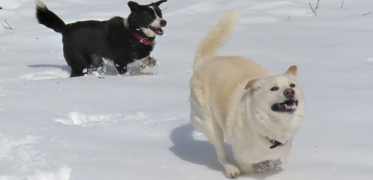 如何在犬的肛门周围腺癌手术后维持QOL的方法