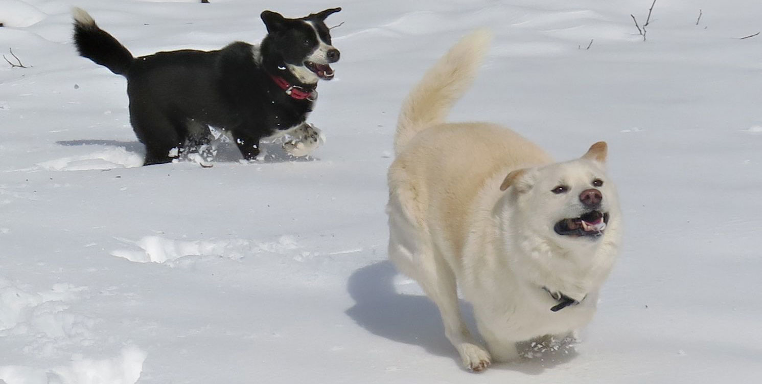 术后保持生活质量的方法：犬肛周腺癌伴淋巴结转移イメージ