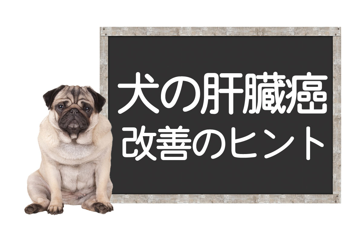 犬肝癌・肝肿瘤——原因、症状、手术、治疗方法、改善与治愈的提示イメージ