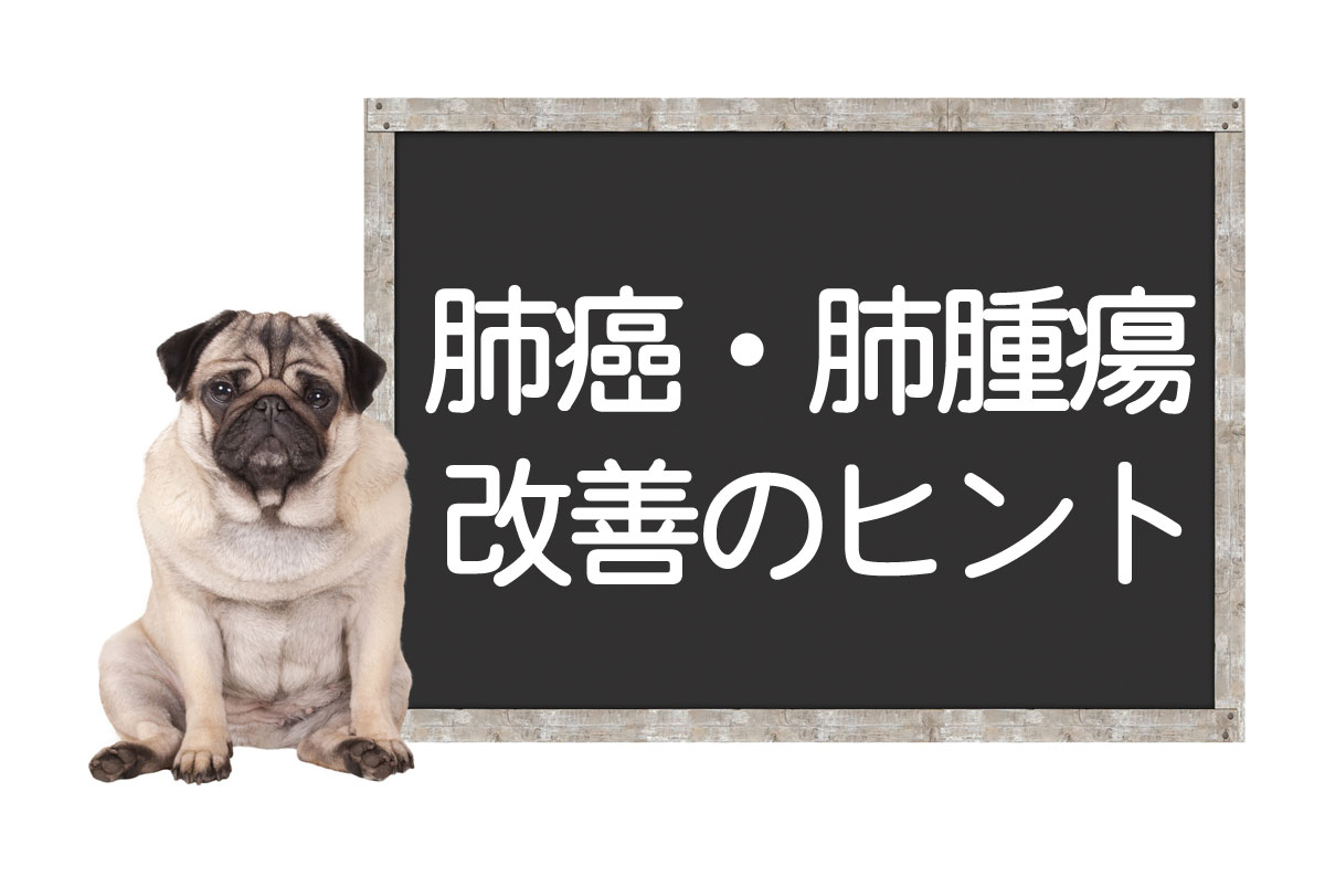 犬的肺部肿瘤和肺癌——检查、症状、手术、治疗方法、改善和治愈的提示イメージ