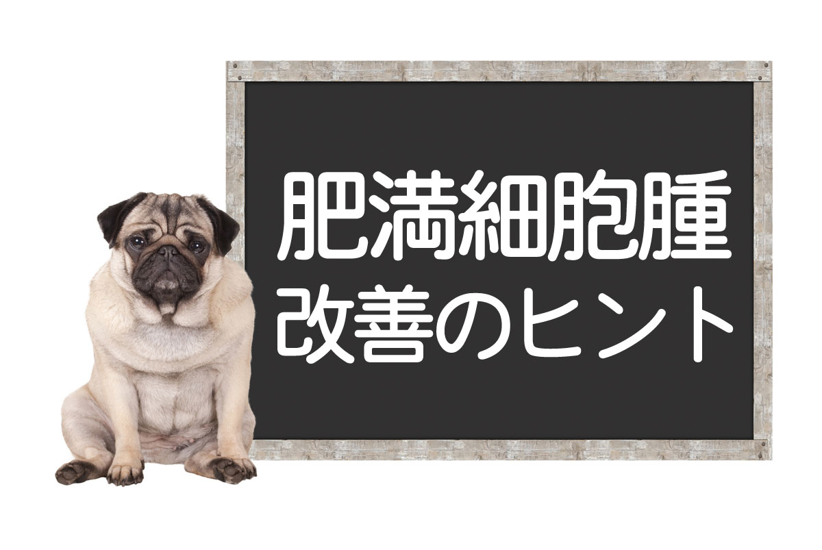 犬肥大细胞瘤——原因、症状、检查方法、治疗方法及改善与治愈的提示イメージ