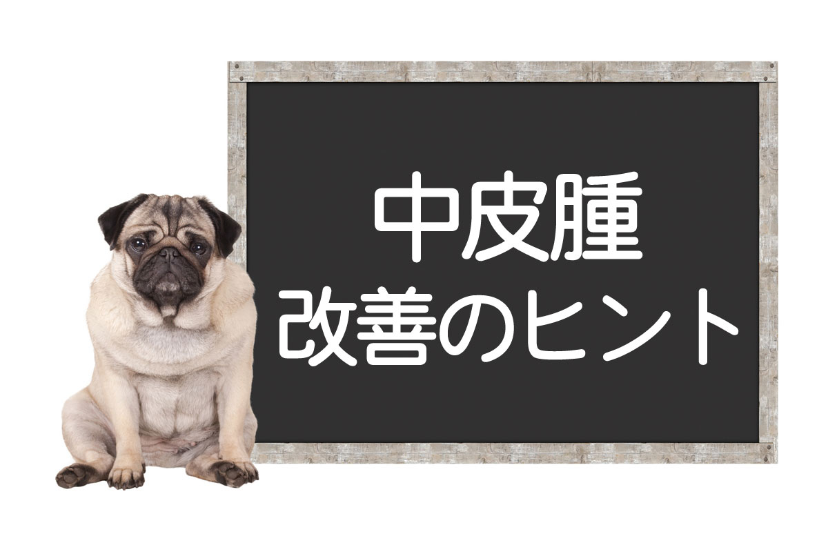 犬的恶性胸膜间皮瘤——原因、检查方法、治疗方法及改善和完全治愈的提示イメージ