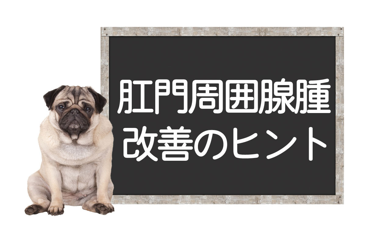 犬肛门周围腺瘤 ― 肿瘤的症状、手术、治疗方法、改善与治愈提示イメージ