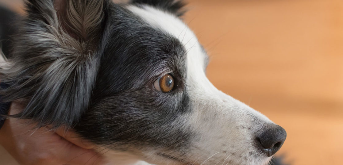 犬のがん（肛門周囲腺腫）改善例