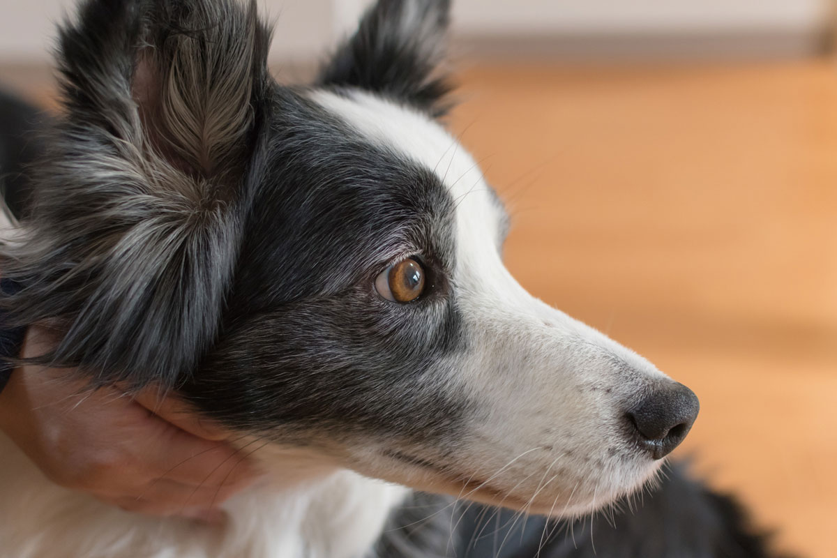 犬上皮性恶性肿瘤（肛门囊顶浆液腺癌）的使用例イメージ