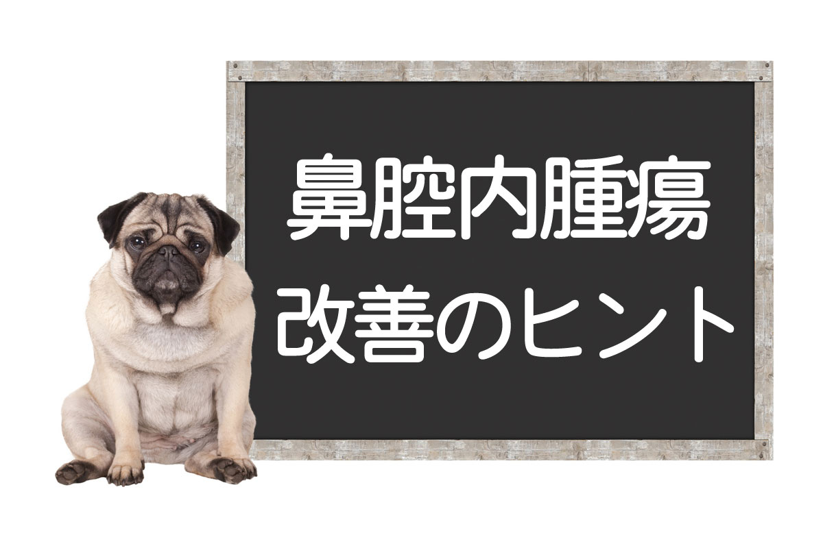 犬鼻腔内肿瘤——原因、症状、治疗方法、改善和治愈的提示イメージ