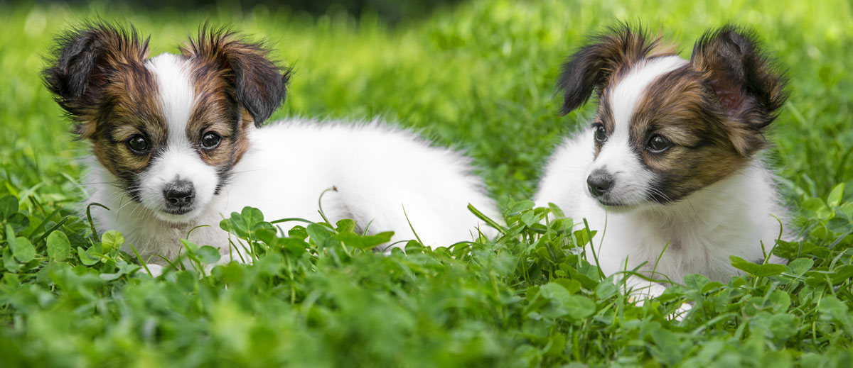 患有恶性肺肿瘤的老年犬（蝴蝶犬）恢复元气食欲的病例イメージ