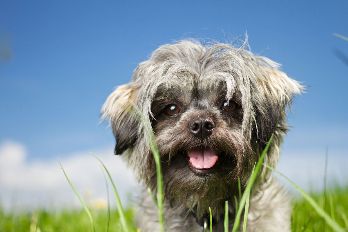 犬的腹腔内高度恶性淋巴瘤（西施犬）的使用案例イメージ