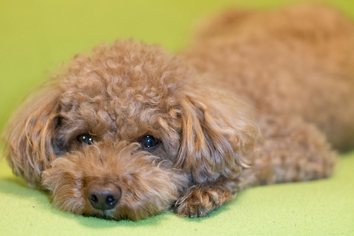 犬口腔黑色素瘤肿瘤的使用实例—盐田动物医院报告イメージ