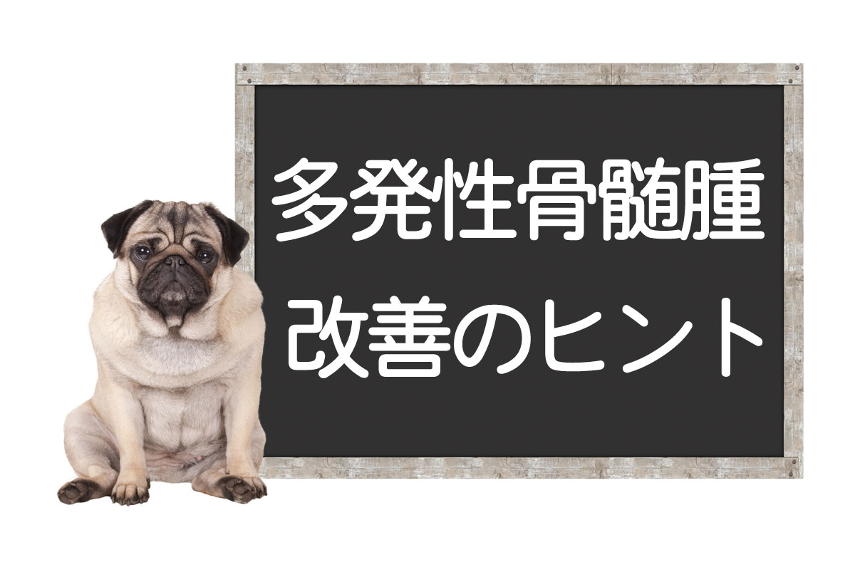 犬的多发性骨髓瘤 —— 症状及诊断方法、抗癌药等的治疗方法、改善和克服的提示イメージ