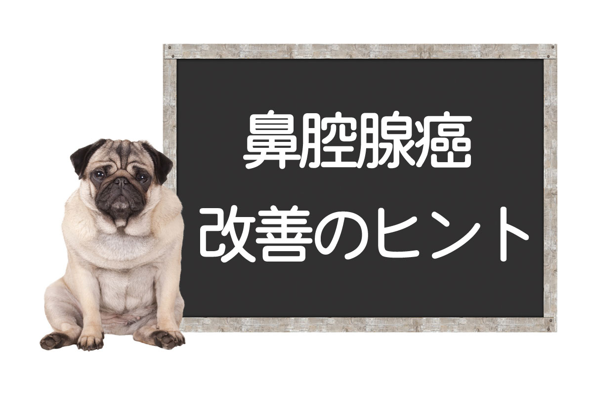 犬鼻腔腺癌——特点、症状、放射治疗、改善与治愈的提示イメージ