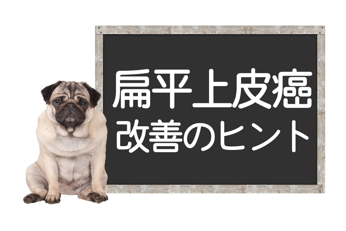 犬鳞状细胞癌 —— 原因、病症、手术、治疗、改善和治愈的提示イメージ