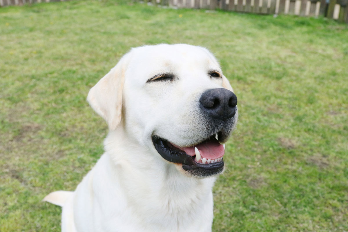 犬体表肿瘤因柯尔蒂缩小的案例（拉布拉多猎犬）イメージ