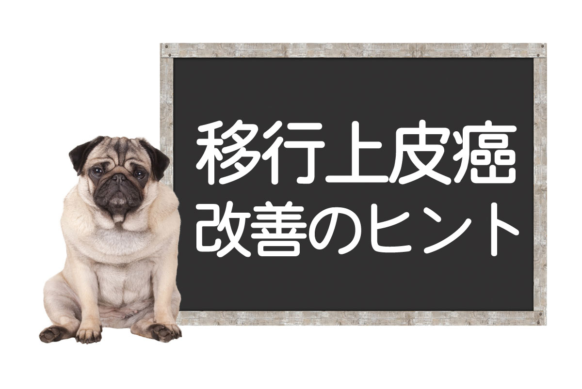 犬的膀胱癌・移行上皮癌 —— 肿瘤的症状、手术、治疗方法、改善・治愈提示イメージ