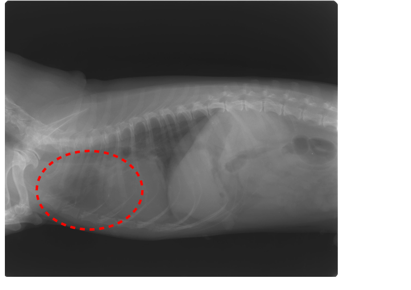 肺转移的犬（迷你腊肠犬）的甲状腺癌改善案例イメージ