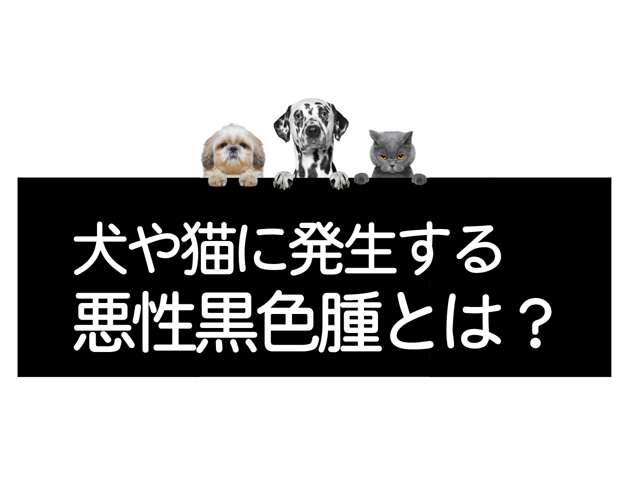 犬和猫的恶性黑色素瘤是什么？イメージ