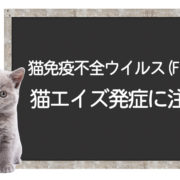 猫エイズ、免疫不全ウイルス、FIVのリスク