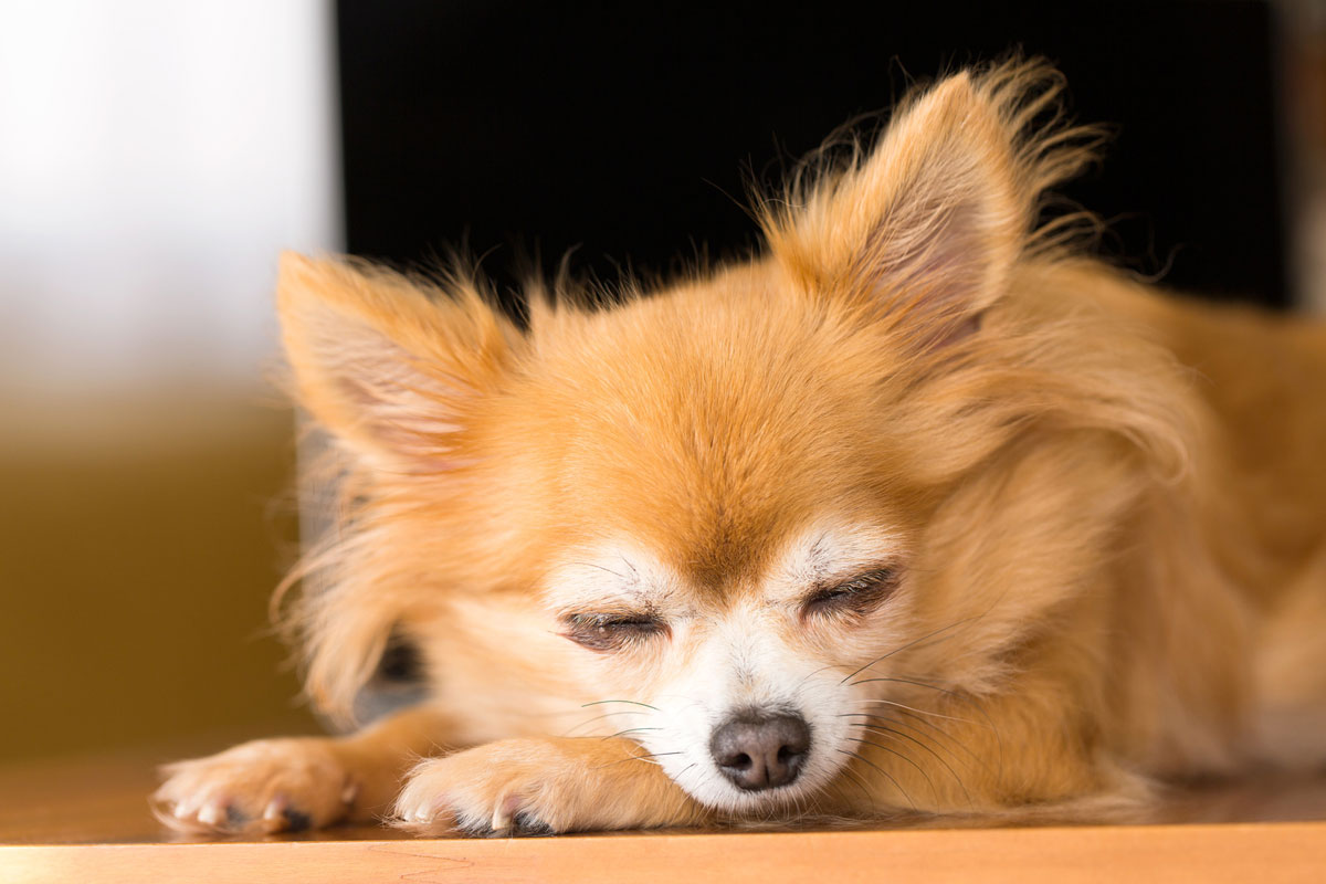 犬的肝脏和肾脏功能通过胎盘素改善的病例イメージ