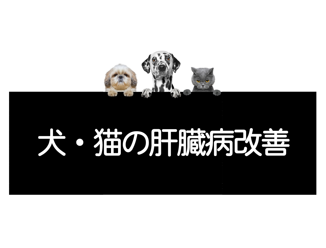 犬猫肝病——改善肝功能与修复肝功能的方法イメージ