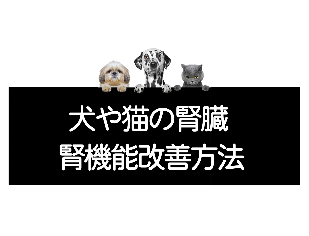 猫和狗肾衰竭及肾病的症状缓解提示(包括慢性肾衰竭及肾病)イメージ