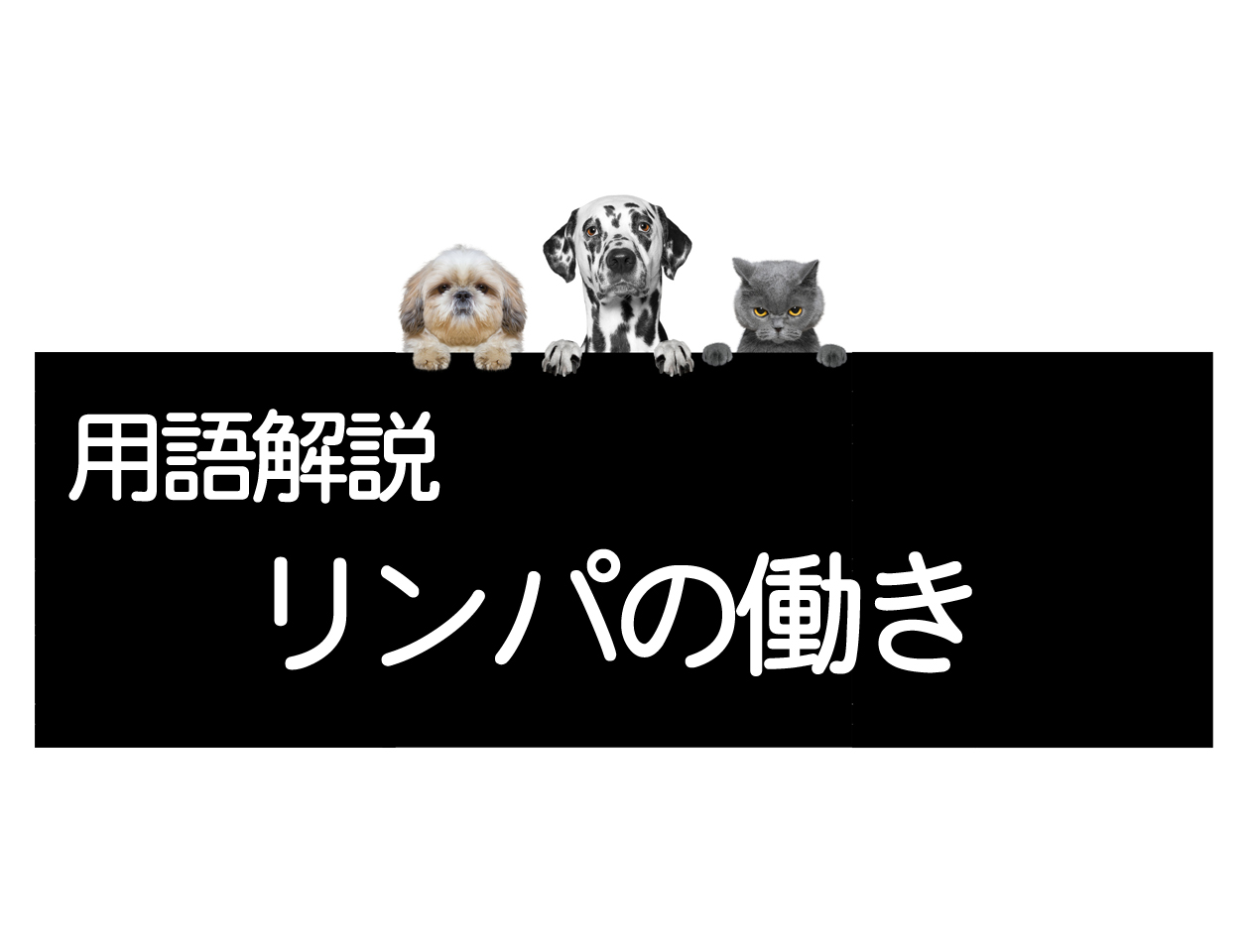 淋巴的作用——关于淋巴细胞和淋巴结、淋巴管、淋巴液イメージ