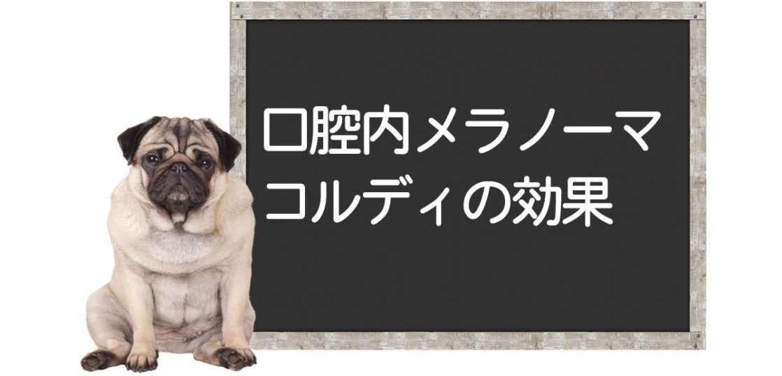 高龄犬ー口腔内黑色素瘤的狗狗、使用Cordy＜向实验室咨询＞