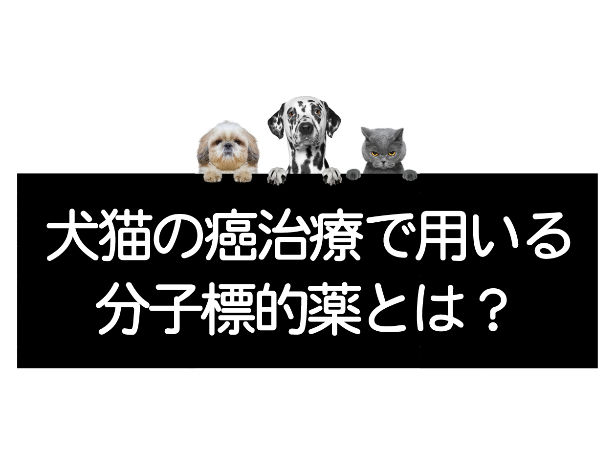 关于用于治疗犬猫癌症的分子靶向药物イメージ