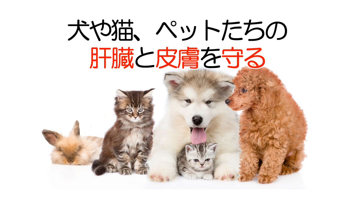 犬和猫肝脏和皮肤用国产SPF猪胎盘提取物粉末イメージ