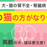 犬・猫の腎不全・腎臓病 犬より猫の方がなりやすい 高齢の犬・猫は要注意！