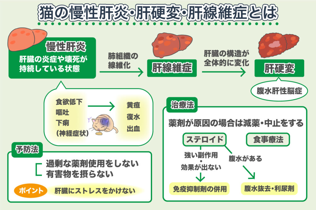 慢性肝炎・肝硬化・肝纤维化