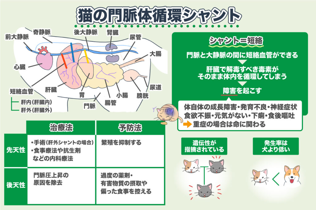 门静脉体循环短路