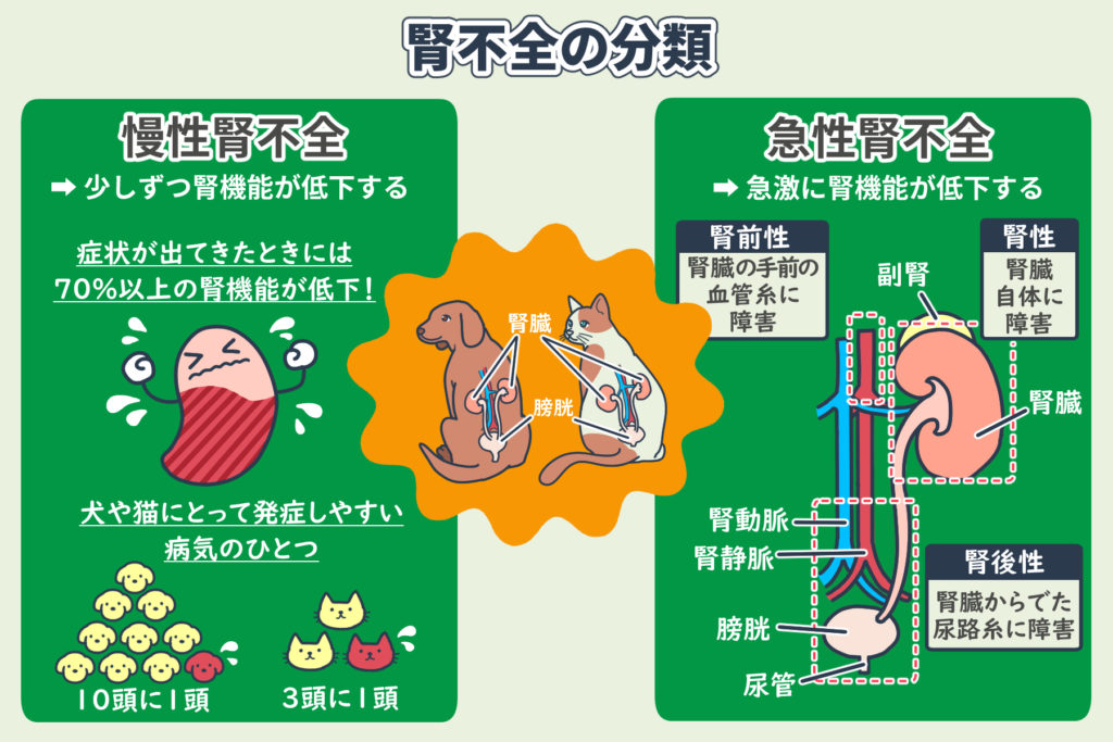 肾功能不全的分类