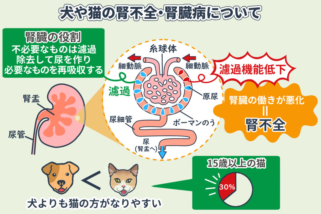 关于犬猫的肾衰竭及肾脏病